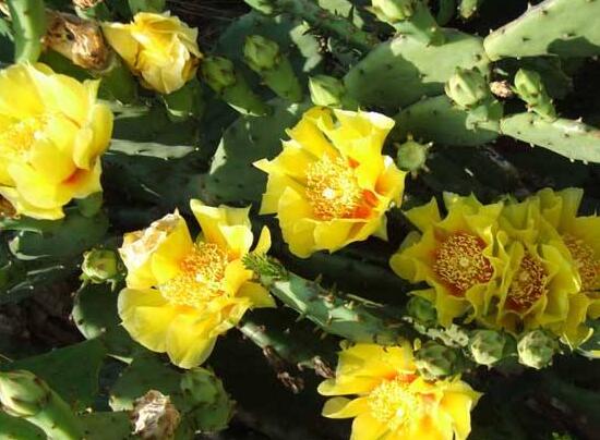 仙人掌开花是什么兆头寓意(解读仙人掌开花代表的含义)