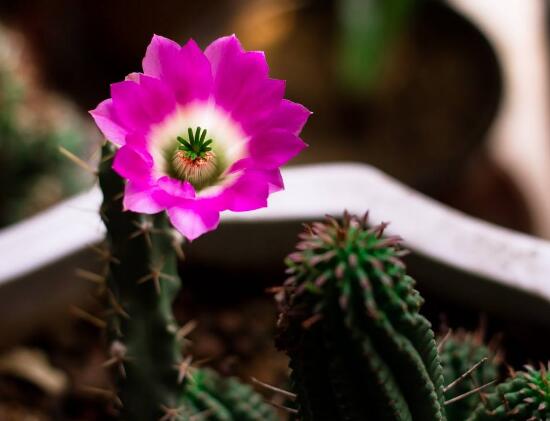 仙人掌开花是什么兆头寓意(解读仙人掌开花代表的含义)