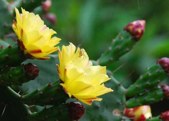 仙人掌开花是什么兆头寓意(解读仙人掌开花代表的含义)