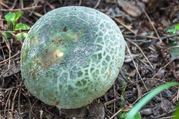 青头菌的做法大全 味道非常好 青头菌的做法大全 味道非常好