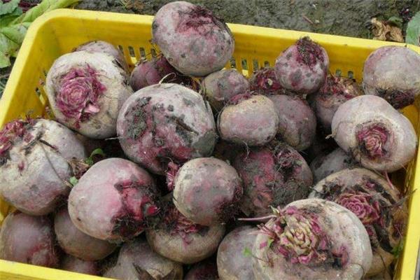 甜菜根和萝卜的区别 凉拌甜菜根的做法 甜菜根和萝卜的区别 凉拌甜菜根的做法