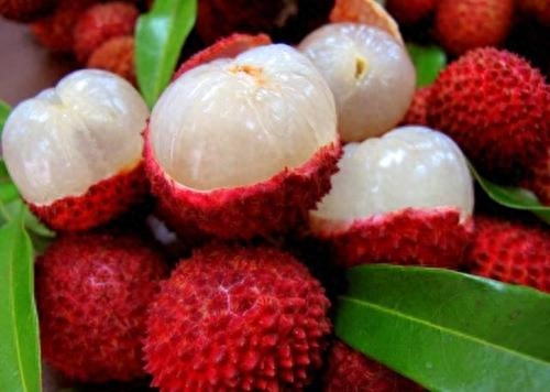 荔枝可以放几天(荔枝25度放一天会不会坏)