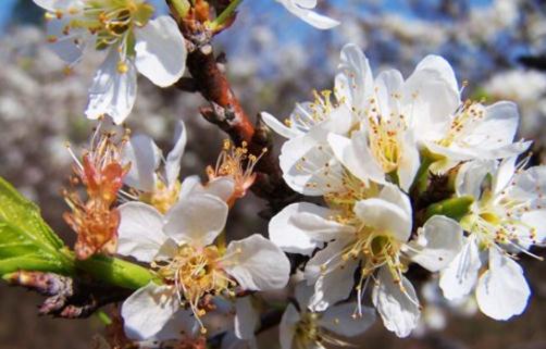 早春自驾去踏青:到新丰赏樱