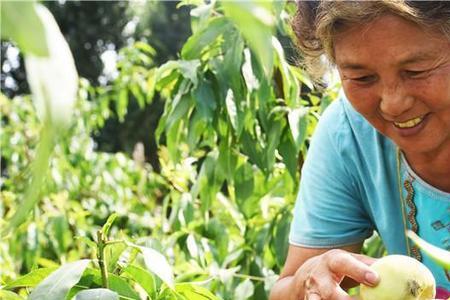 摘桃子的最佳方法