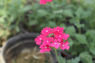 ​美女樱养殖方法