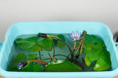 ​睡莲真的会睡觉吗