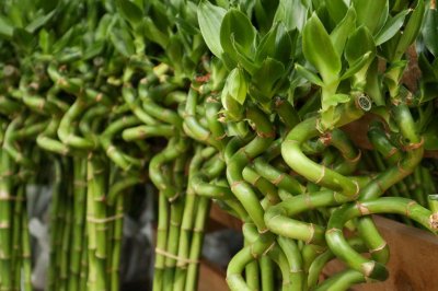 ​富贵竹换盆注意事项，富贵竹换盆什么时候