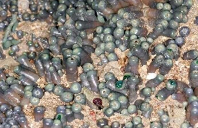 海边成堆出现番薯状的软体生物，老渔民：这可是人间美食