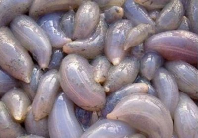​海边成堆出现番薯状的软体生物，老渔民：这可是人间美食
