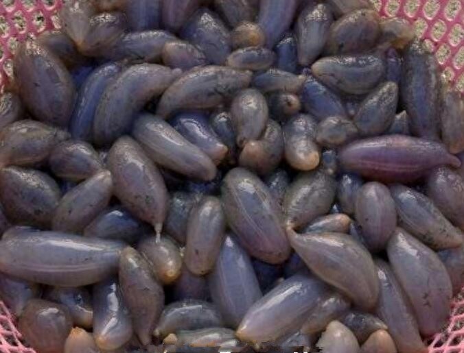 海边成堆出现番薯状的软体生物，老渔民：这可是人间美食