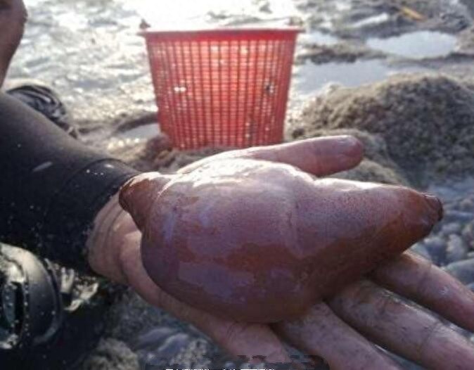 海边成堆出现番薯状的软体生物，老渔民：这可是人间美食