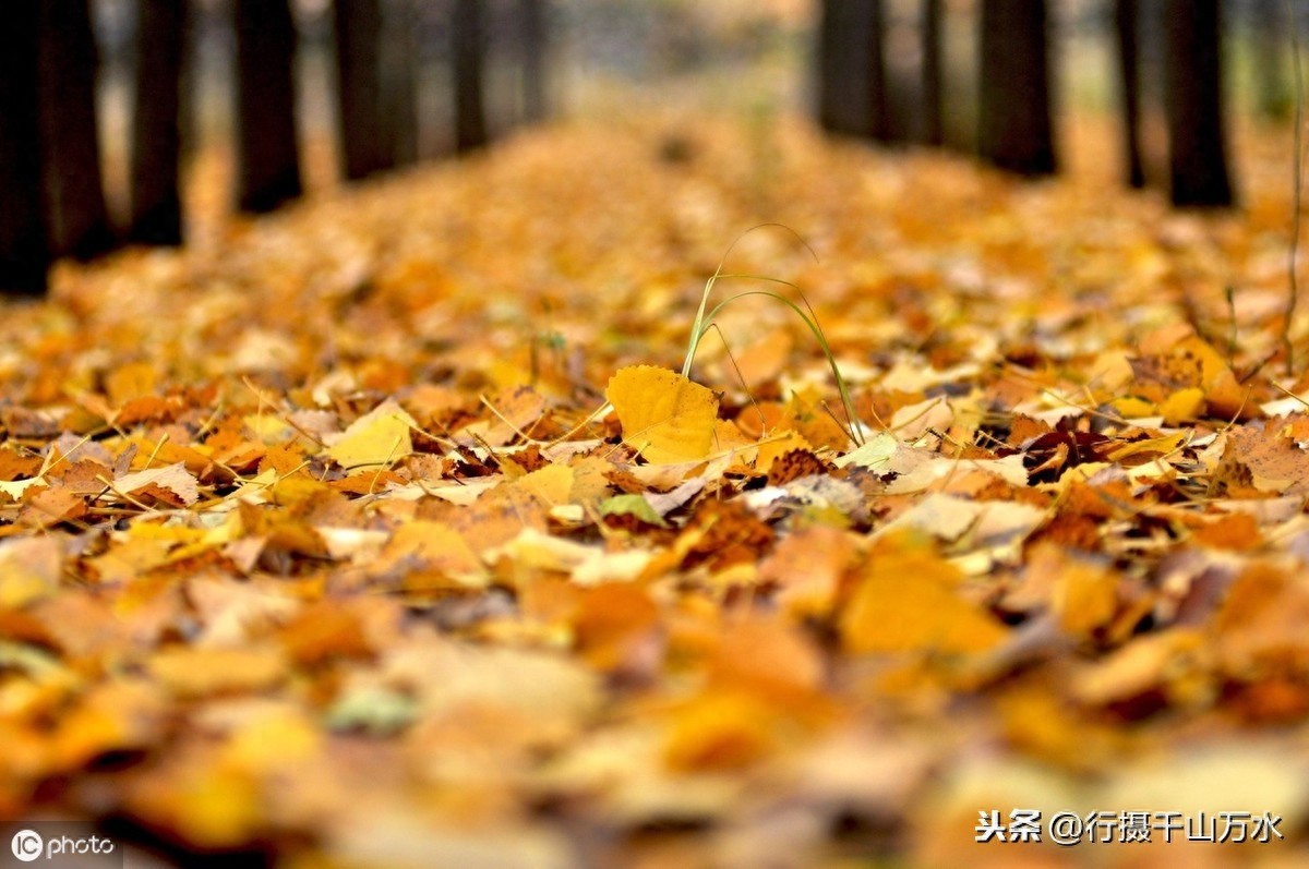 秋日落叶美图欣赏