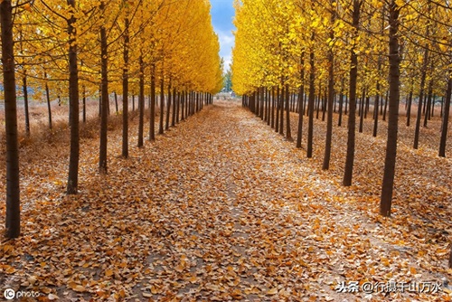 秋日落叶美图欣赏