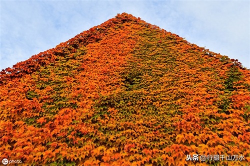 秋日落叶美图欣赏