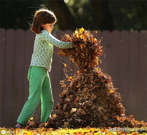 秋日落叶美图欣赏
