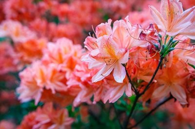 ​中国名花之杜鹃