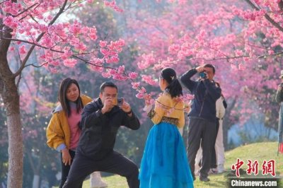 ​“去有花的地方”：大理大学樱花盛放