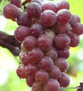 ​葡萄全年管理技术要点