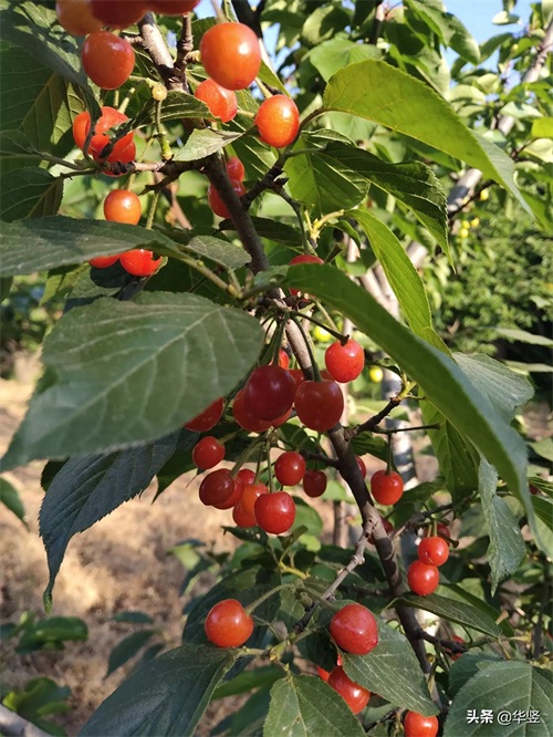 早春第一果，白鹿原樱桃，原生态无污染只待君来品。