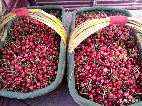 早春第一果，白鹿原樱桃，原生态无污染只待君来品。