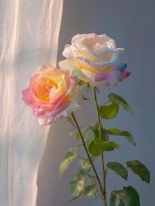 ​壁纸丨唯美罕见的七色花