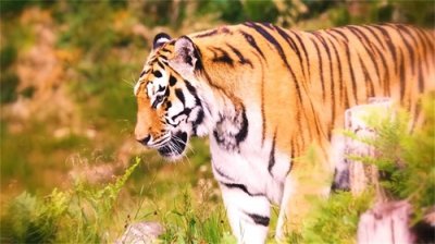 ​老虎遭狮子偷袭，反击却被咬死，老虎真的不敌狮子？