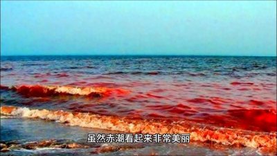 ​赤潮是一种红色的灾星，对海洋生态系统和人类生活产生了很...