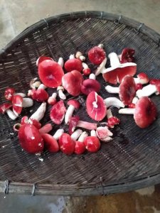 ​云南野生红菇