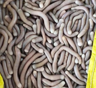 ​海边沙滩里的美食——沙虫和泥丁