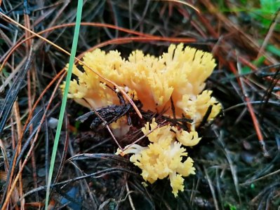 ​云南野蘑菇拾趣•扫把菌（一种外形奇特而漂亮的野蘑菇）