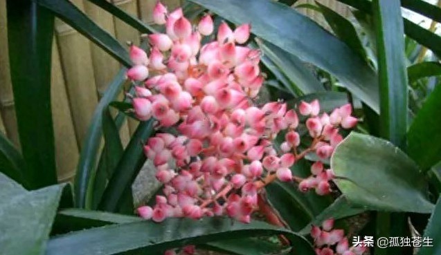 各种凤梨图片合集