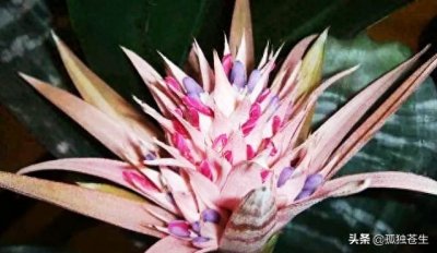 ​各种凤梨图片合集