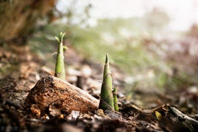 ​新鲜的笋子如何变成干笋的呢，干笋简易制作方法保存起来