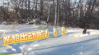 ​额尔古纳：红外相机定格紫貂雪地灵动瞬间