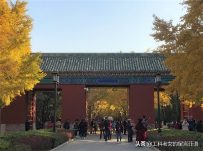 ​这里是北京之地坛公园银杏大道，果然名不虚传