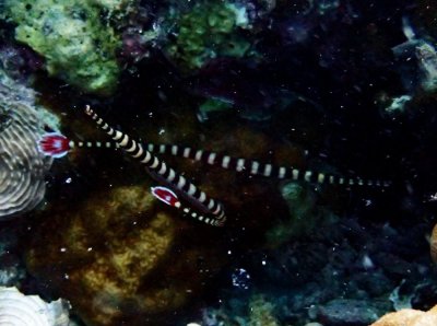 ​水摄之海鱼（107）：海龙（3）-黑环海龙（达拉盖地）