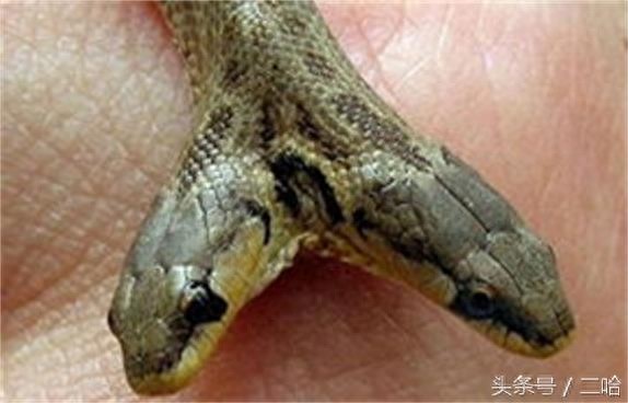 恐怖！双头蛇与两头蛇，傻傻分不清楚！