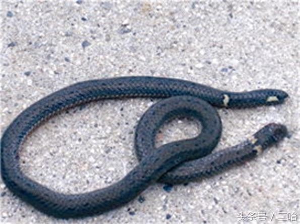 恐怖！双头蛇与两头蛇，傻傻分不清楚！