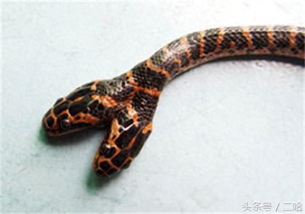 恐怖！双头蛇与两头蛇，傻傻分不清楚！