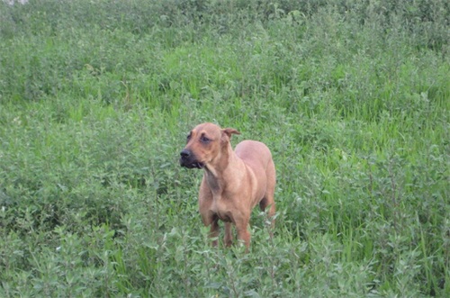 美国21世纪培育最强烈性犬：豹犬，勇猛无比可秒掉比特