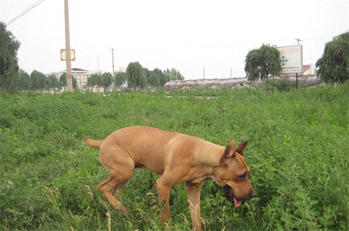 美国21世纪培育最强烈性犬：豹犬，勇猛无比可秒掉比特