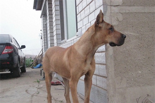 美国21世纪培育最强烈性犬：豹犬，勇猛无比可秒掉比特