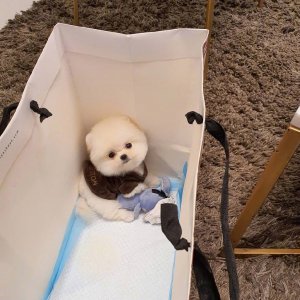 ​超可爱狗狗大合集，最后一款妥妥滴反差萌