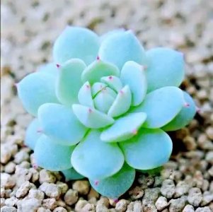 ​静夜～多肉植物中的白、富、美