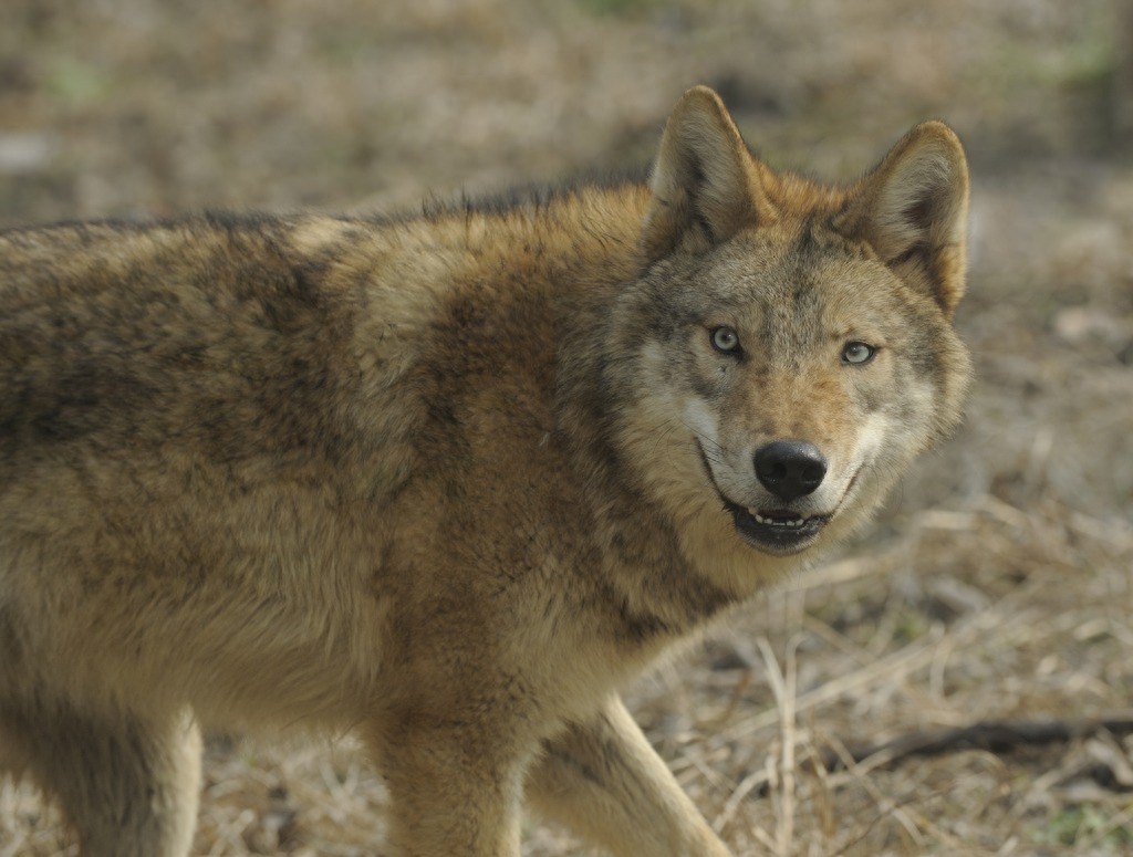 很强势!中国狼,一种特殊的狼种
