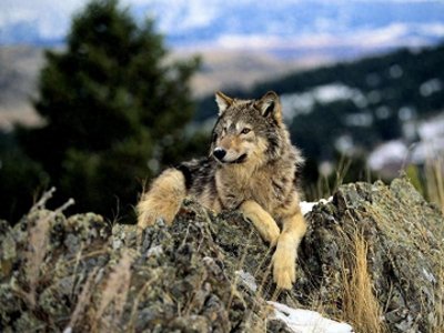 很强势！中国狼，一种特殊的狼种