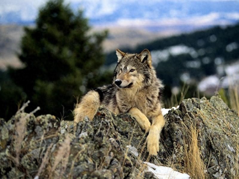 很强势!中国狼,一种特殊的狼种