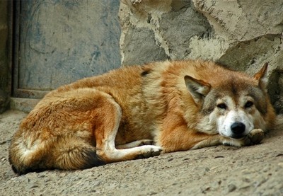 很强势!中国狼,一种特殊的狼种