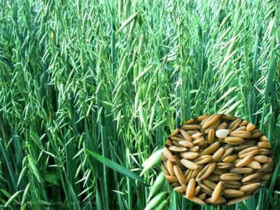 ​全国特色美食——山西莜面