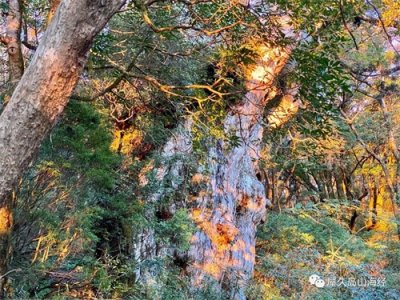 ​什么是屋久杉？日本世界自然遗产屋久岛价值连城的千年古杉树